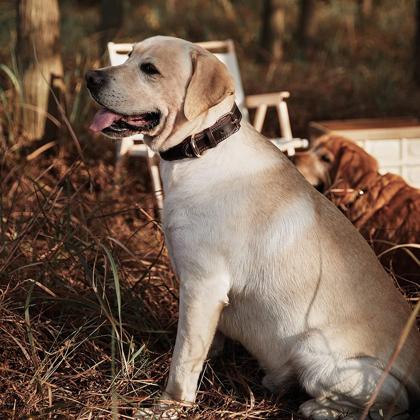 Leather Dog Collar, Genuine Heavy Duty Wide Dog Collar for Small,Medium,Large and Extra Large Dog (S: 0.8" Wide for 13.4"-15.8" Neck, Dual Stitch - Brown)